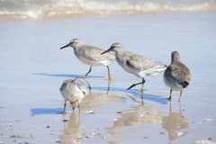 Calidris canutus