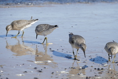Calidris canutus