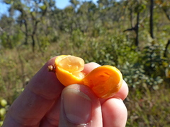 Peritassa campestris