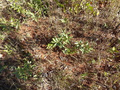 Peritassa campestris