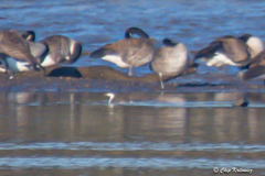 Podiceps auritus