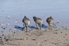 Calidris canutus