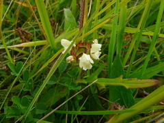 Prunella laciniata