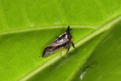 Lycoderes fuscus