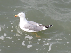 Larus michahellis