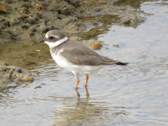 Charadrius hiaticula