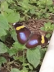 Euphaedra medon medon