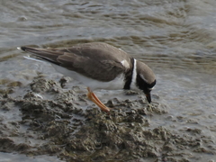 Charadrius hiaticula