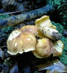 Cantharellus amethysteus