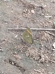 Euphaedra medon medon