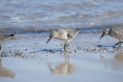 Calidris canutus
