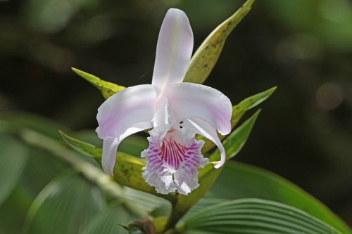 Image of Sobralia pulcherrima by (c) Christoph Moning, some rights reserved (CC BY)