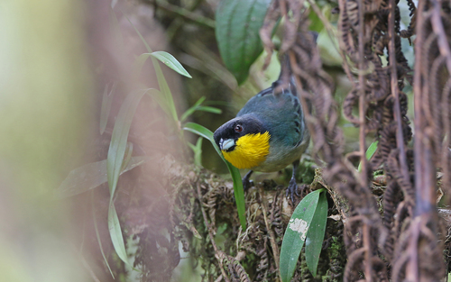 Yellow-throated Tanager (Iridosornis analis), photo 10