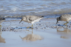 Calidris canutus