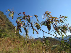 Acaciella