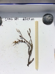 Sargassum pteropleuron