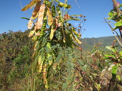 Acaciella