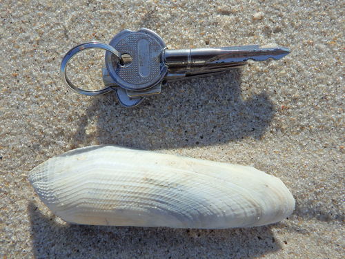 Pholas dactylus