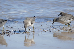 Calidris canutus
