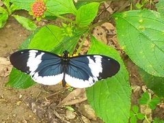 Heliconius cydno