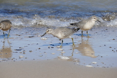 Calidris canutus