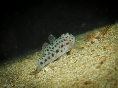 Thorogobius ephippiatus