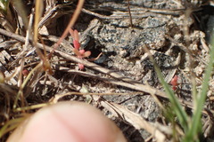 Crassula aquatica