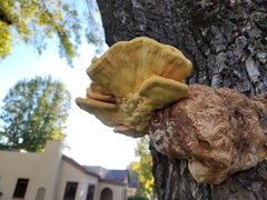 Laetiporus gilbertsonii