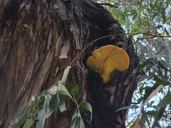 Laetiporus gilbertsonii