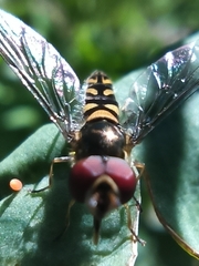 Lapposyrphus lapponicus