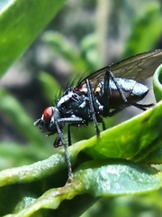 Lapposyrphus lapponicus