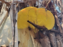 Laetiporus gilbertsonii