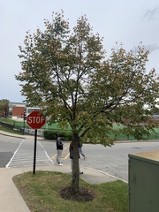 Tilia cordata