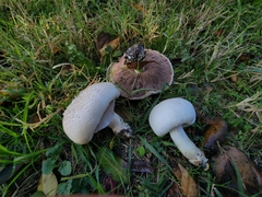 Agaricus californicus