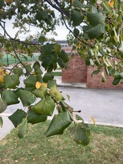 Tilia cordata