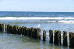 Chroicocephalus ridibundus