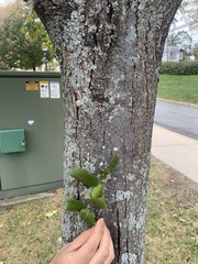 Tilia cordata