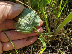 Ranunculus cardiophyllus