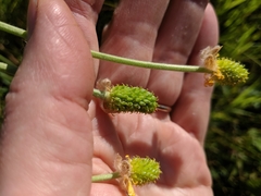 Ranunculus cardiophyllus