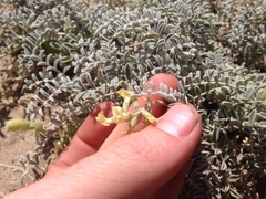 Astragalus miguelensis