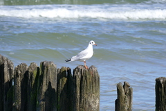 Chroicocephalus ridibundus