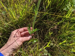 Ranunculus cardiophyllus