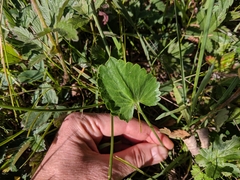 Ranunculus cardiophyllus
