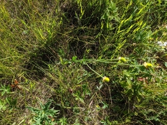 Ranunculus cardiophyllus