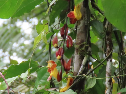 Thunbergia mysorensis (Thunbergia mysorensis)