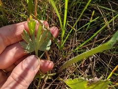 Ranunculus cardiophyllus