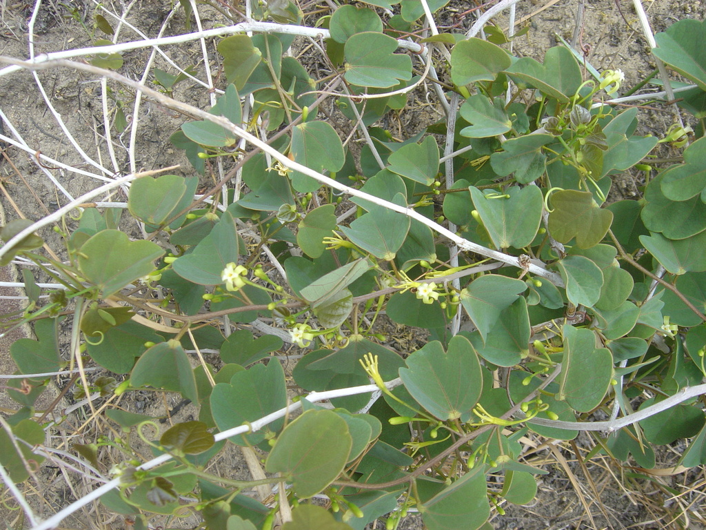 Adenia isaloensis