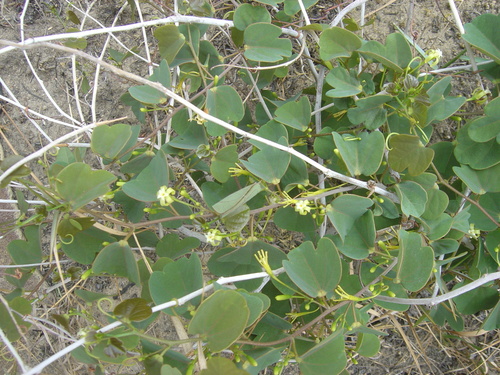 Adenia isaloensis image