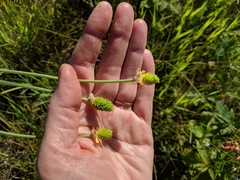 Ranunculus cardiophyllus