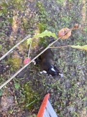 Striatoandricus aciculatus